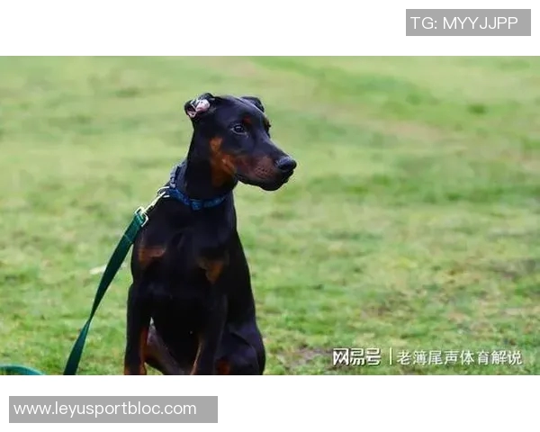 伊萨克花费三万镑购杜宾犬护卫自遭死亡威胁后安全措施升级 伊萨克花费三万镑购杜宾犬护卫自遭死亡威胁后安全措施升级